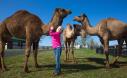 Camel Milk NSW logo